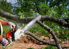 Best Emergency Tree Removal  in Wilson, NC