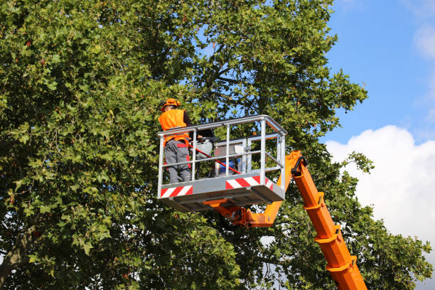 Best Leaf Removal  in Wilson, NC