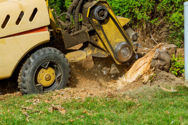 Best Lawn Drainage Solutions  in Wilson, NC