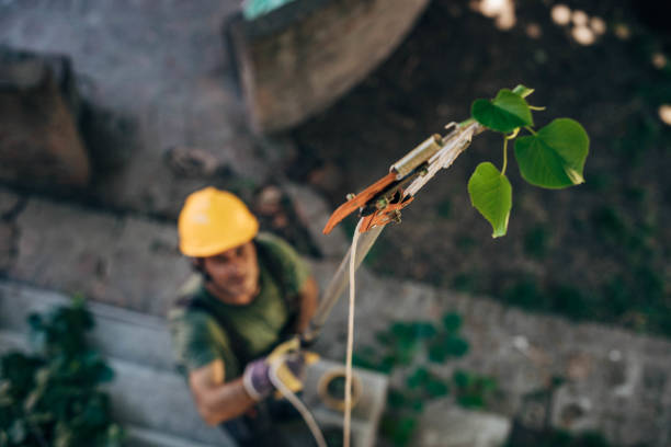 How Our Tree Care Process Works  in  Wilson, NC