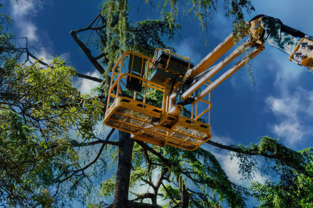 Best Tree Maintenance Programs  in Wilson, NC