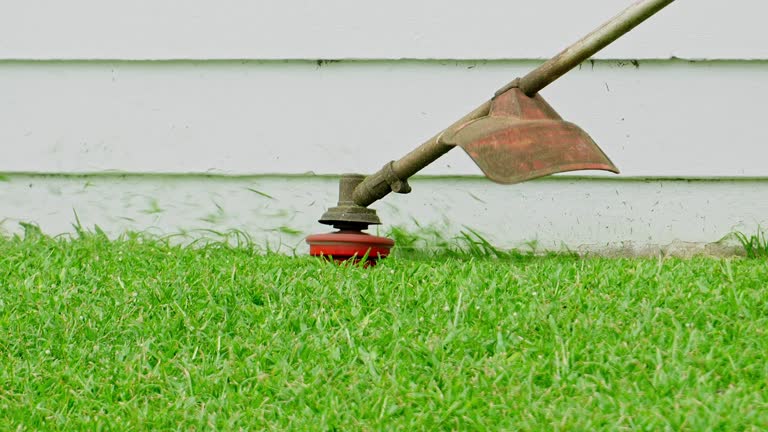 Best Organic Lawn Care Solutions  in Wilson, NC