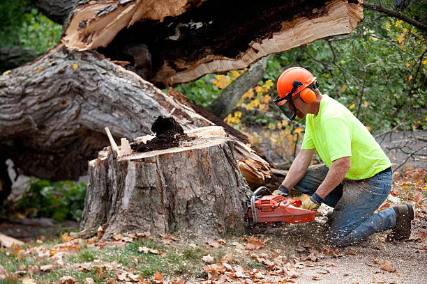 Best Stump Grinding and Removal  in Wilson, NC