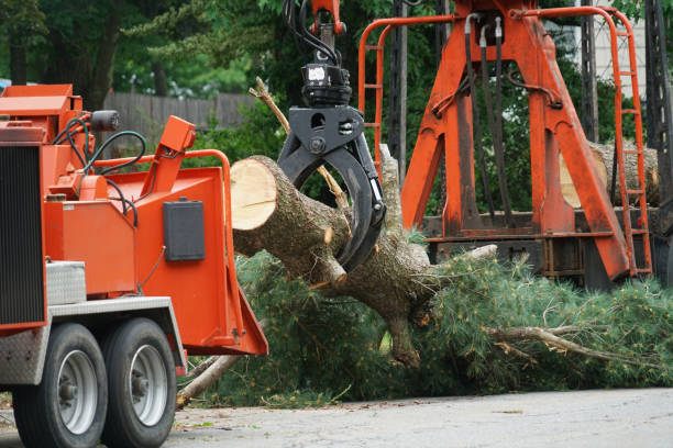 Best Lawn Grading and Leveling  in Wilson, NC