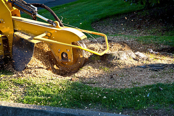 Best Tree Fertilization  in Wilson, NC